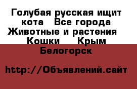 Голубая русская ищит кота - Все города Животные и растения » Кошки   . Крым,Белогорск